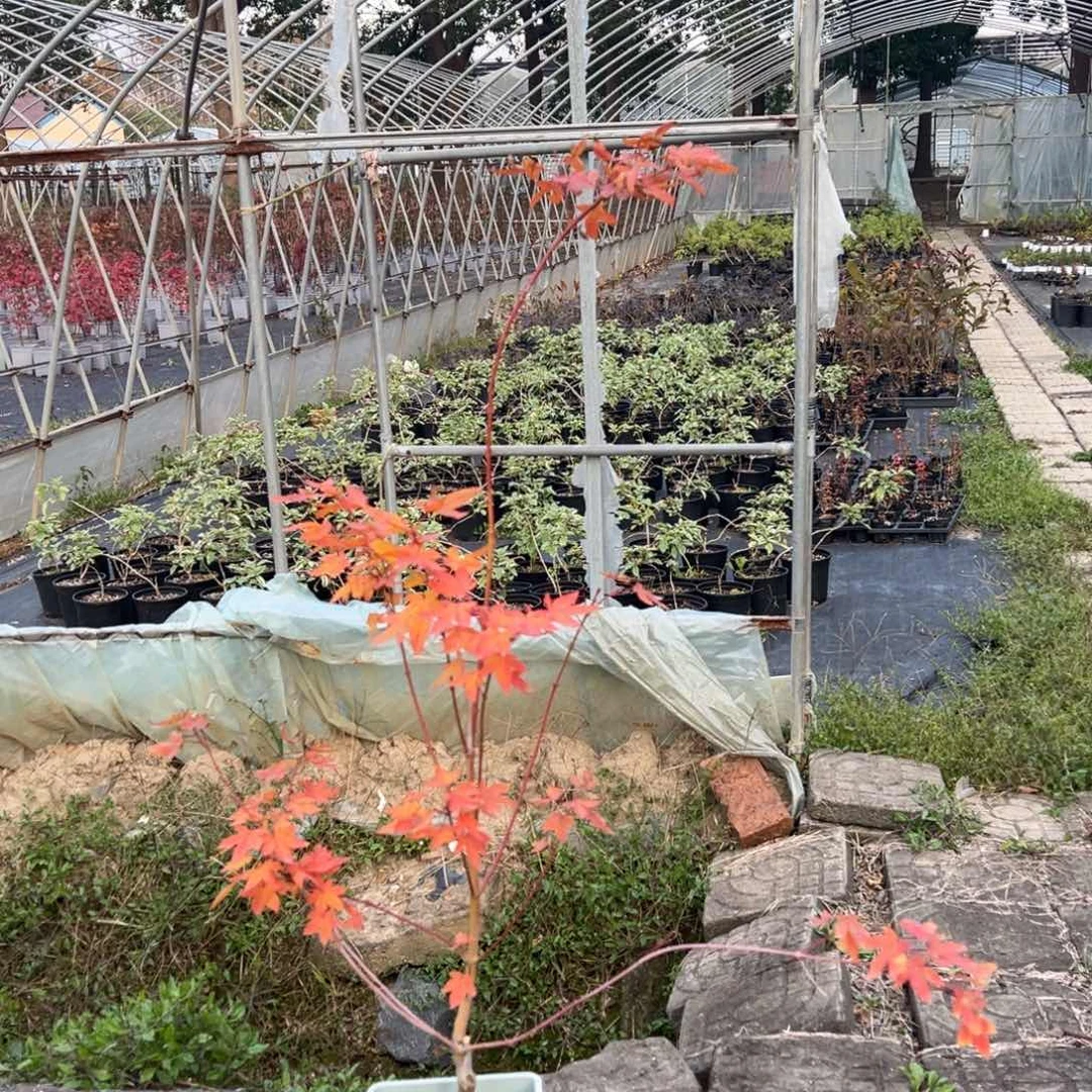 不开花植物58黄八丈