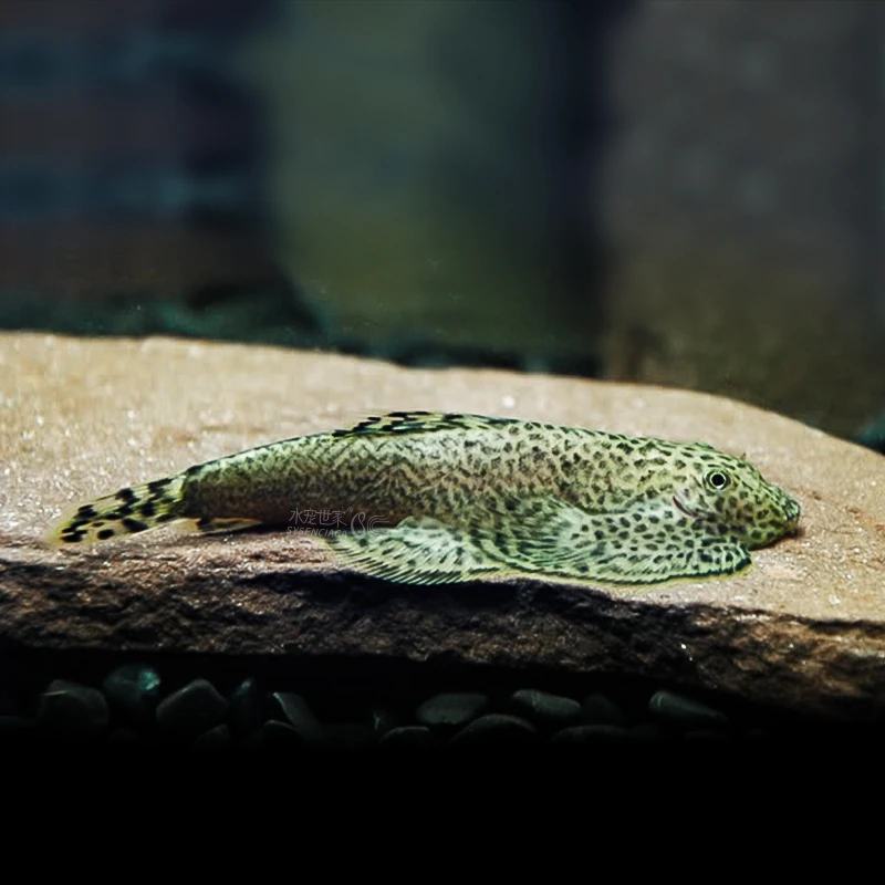 冷水清道夫琵琶鱼双吸盘吸鳅不加温除藻鱼擦玻璃鱼缸清洁工原生鱼
