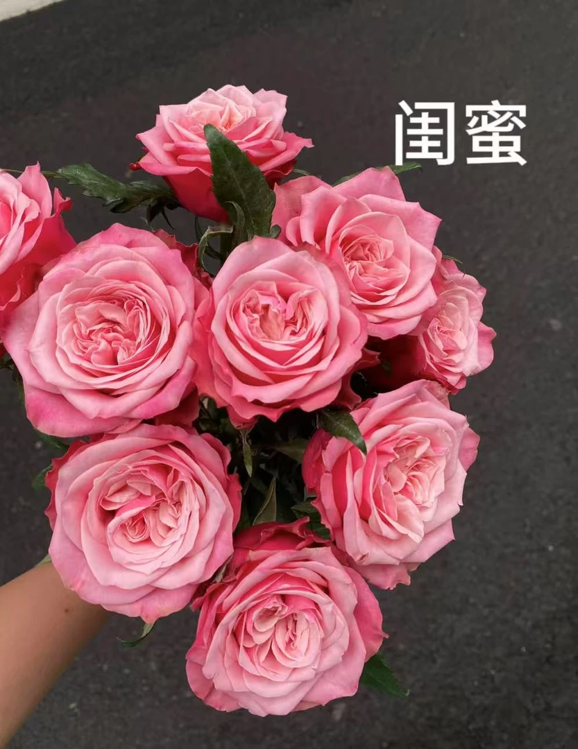 【B级-闺蜜20支】鲜花任意满2单发顺丰或德邦 云南鲜花