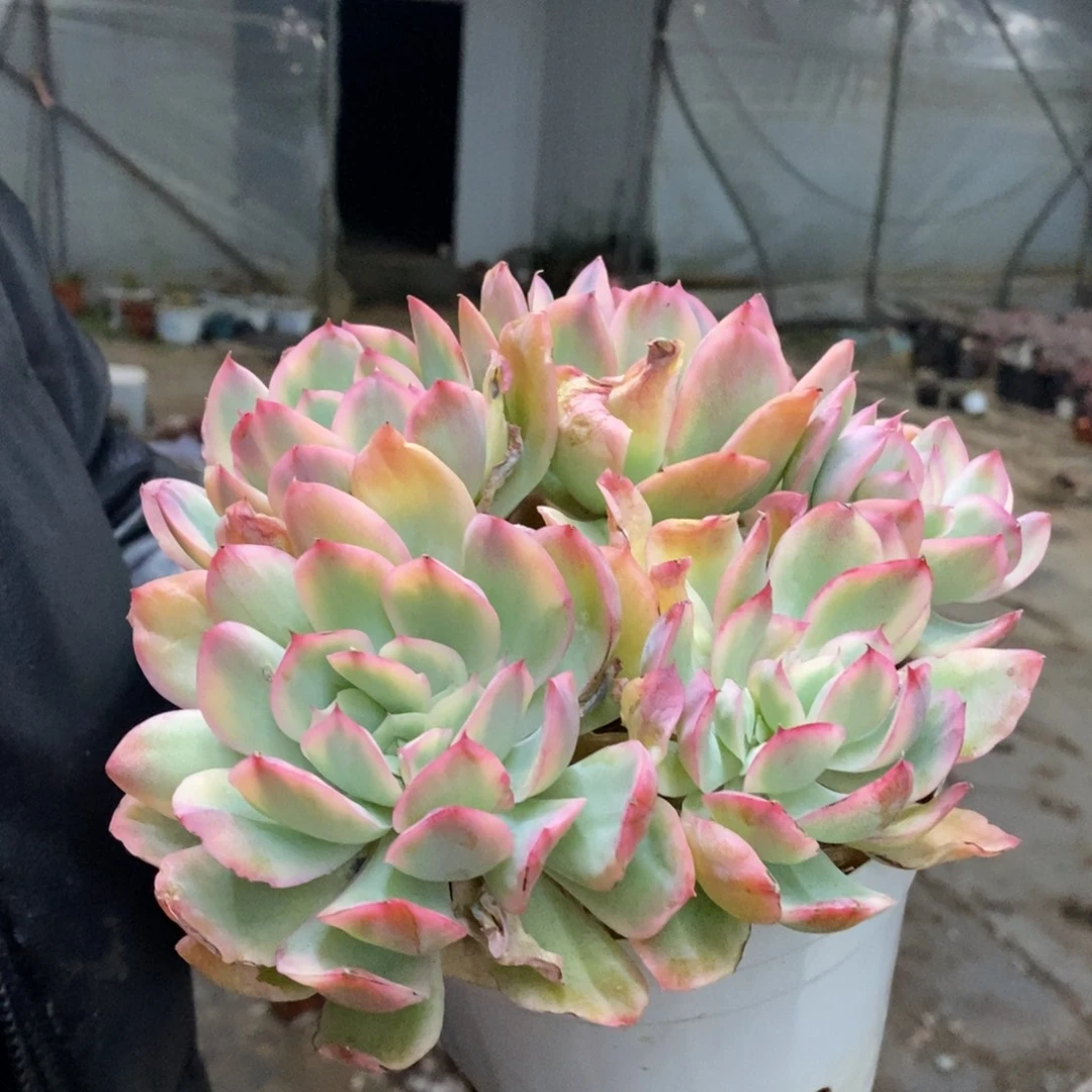 绮罗锦四大头起发