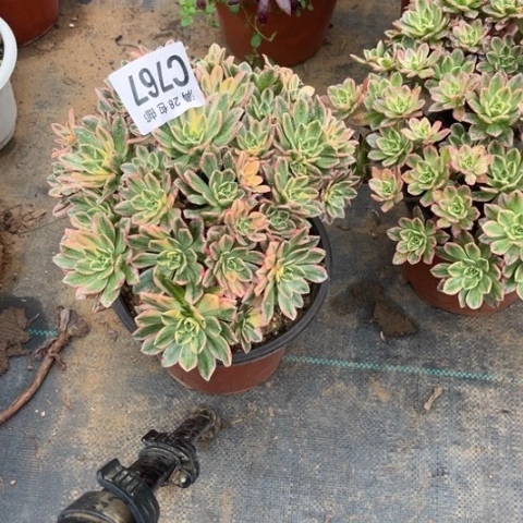 767甜茶不包断枝