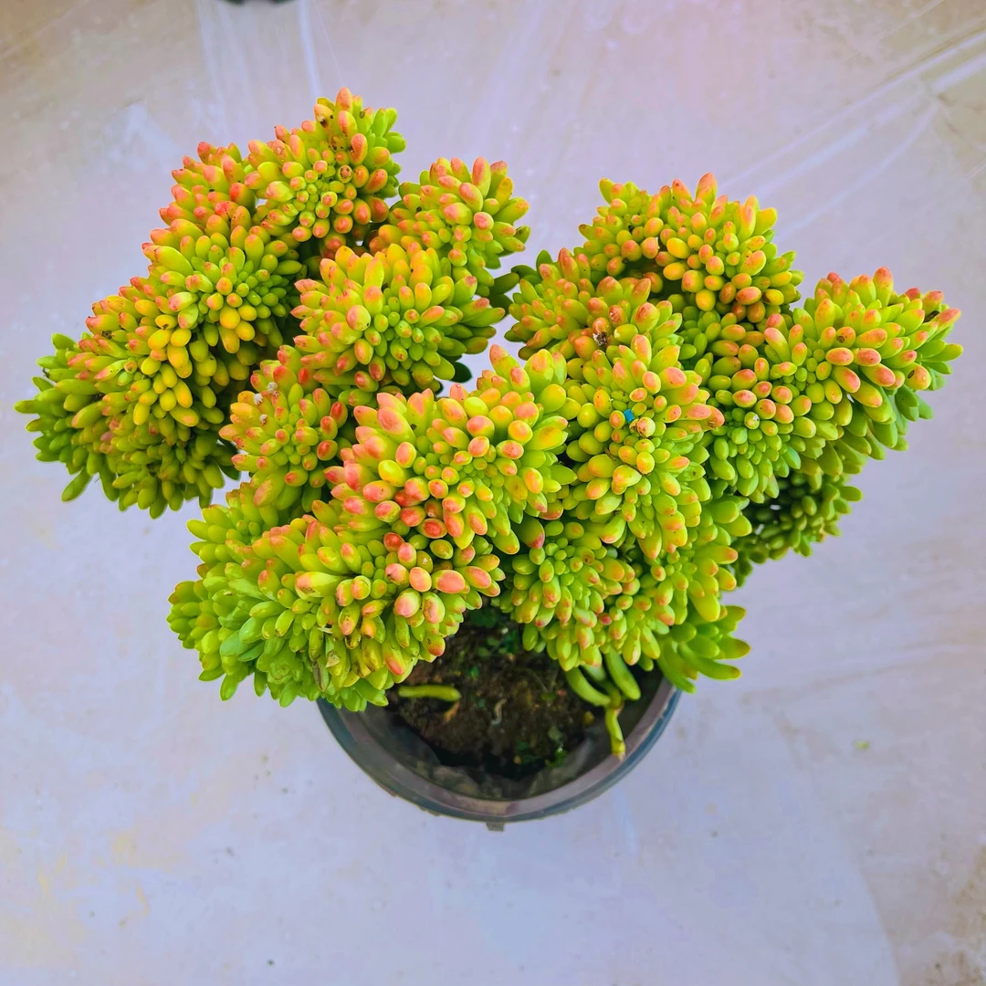 【七彩家 春萌缀化 多肉植物】新手好养  脱土发