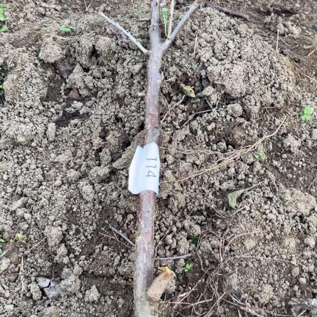 当前无花栽培后可以开花114不包活