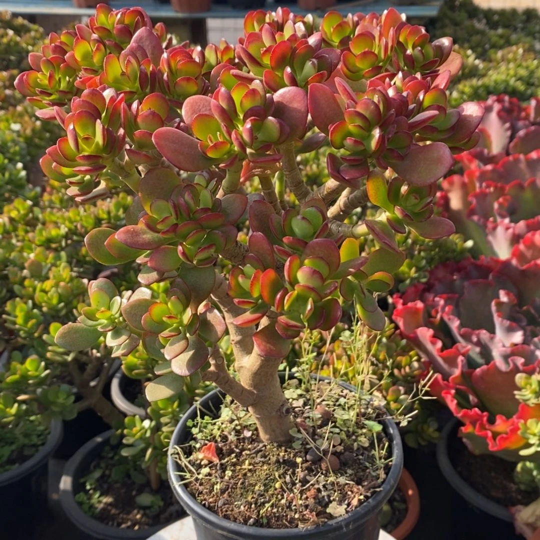 5年摇钱树带土球发货