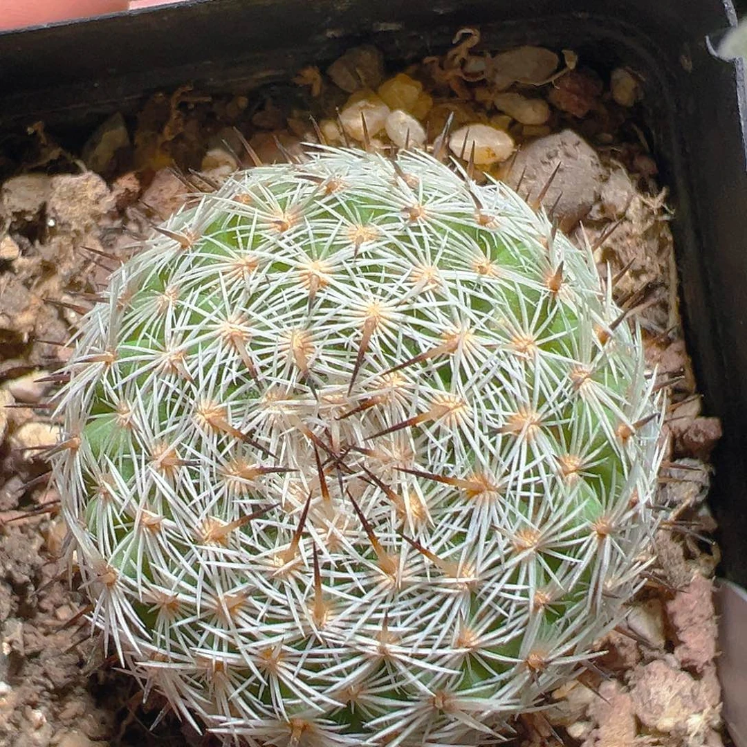 6955雪月花实生裸根发