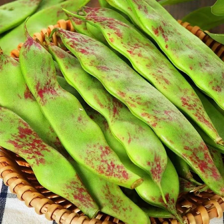 油豆角正宗山东油豆角开锅就烂豆角新鲜蔬菜现摘现卖一点红精选