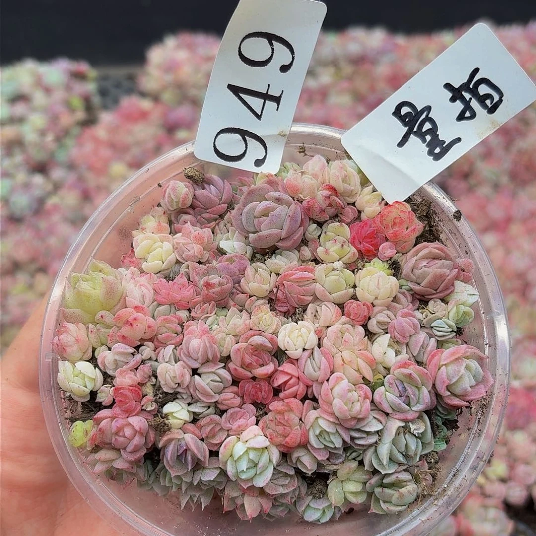 多肉植物多肉植物949量拍