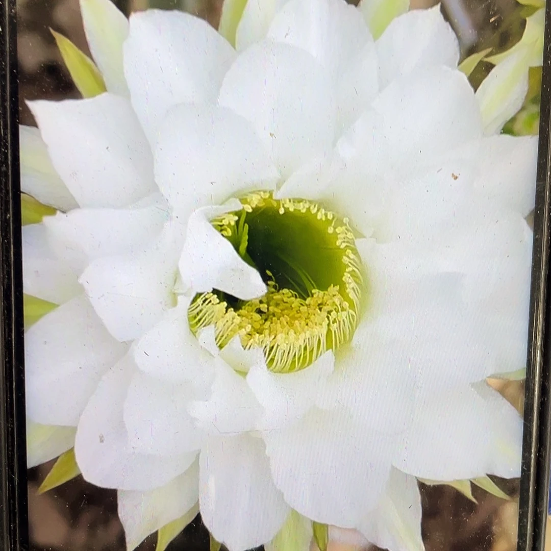 Cc150侧芽歪4公分左右满18包邮