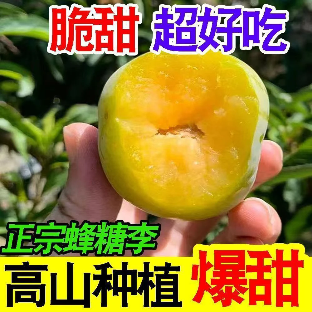 顺丰包邮正宗蜂糖李脆甜脱骨黄心新鲜应季水果