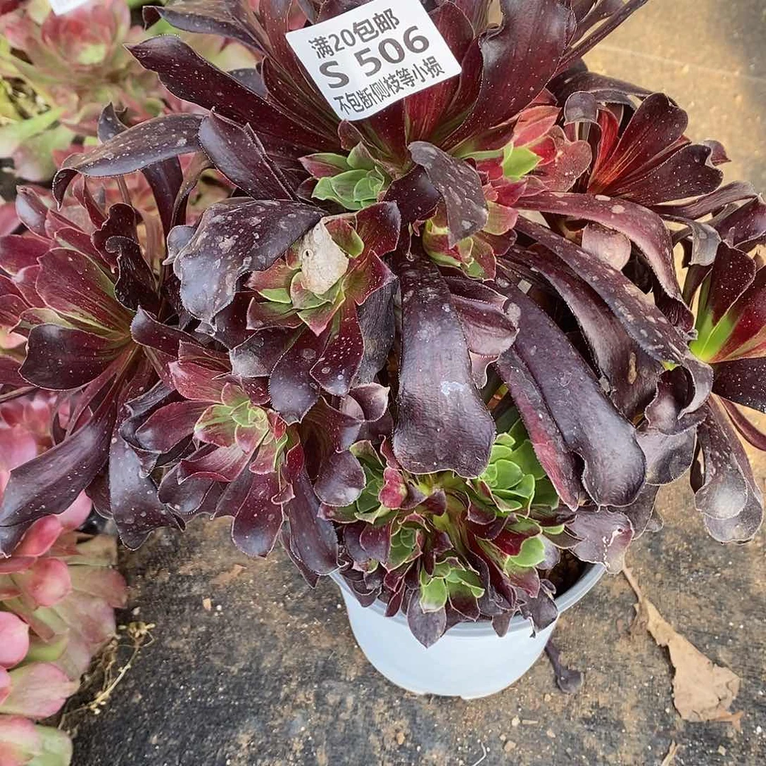 506欧若拉多肉法师多肉