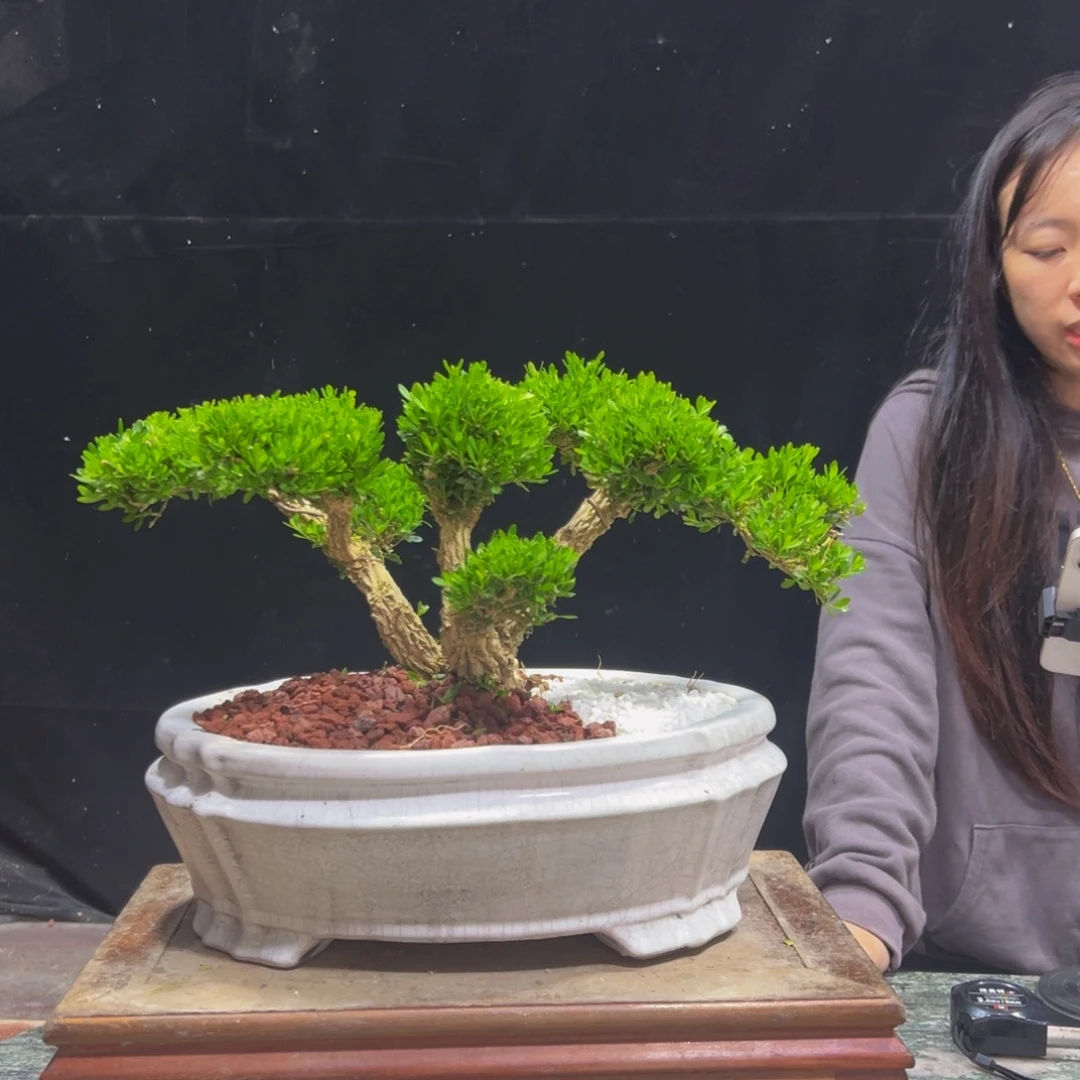 无花朵广东黄杨四季常青