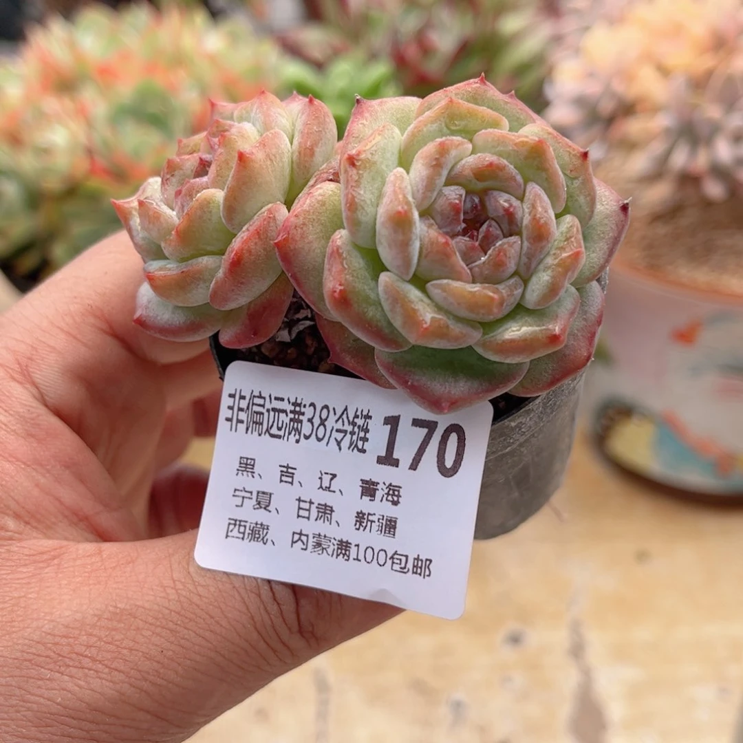 170紫色糖心德华多肉