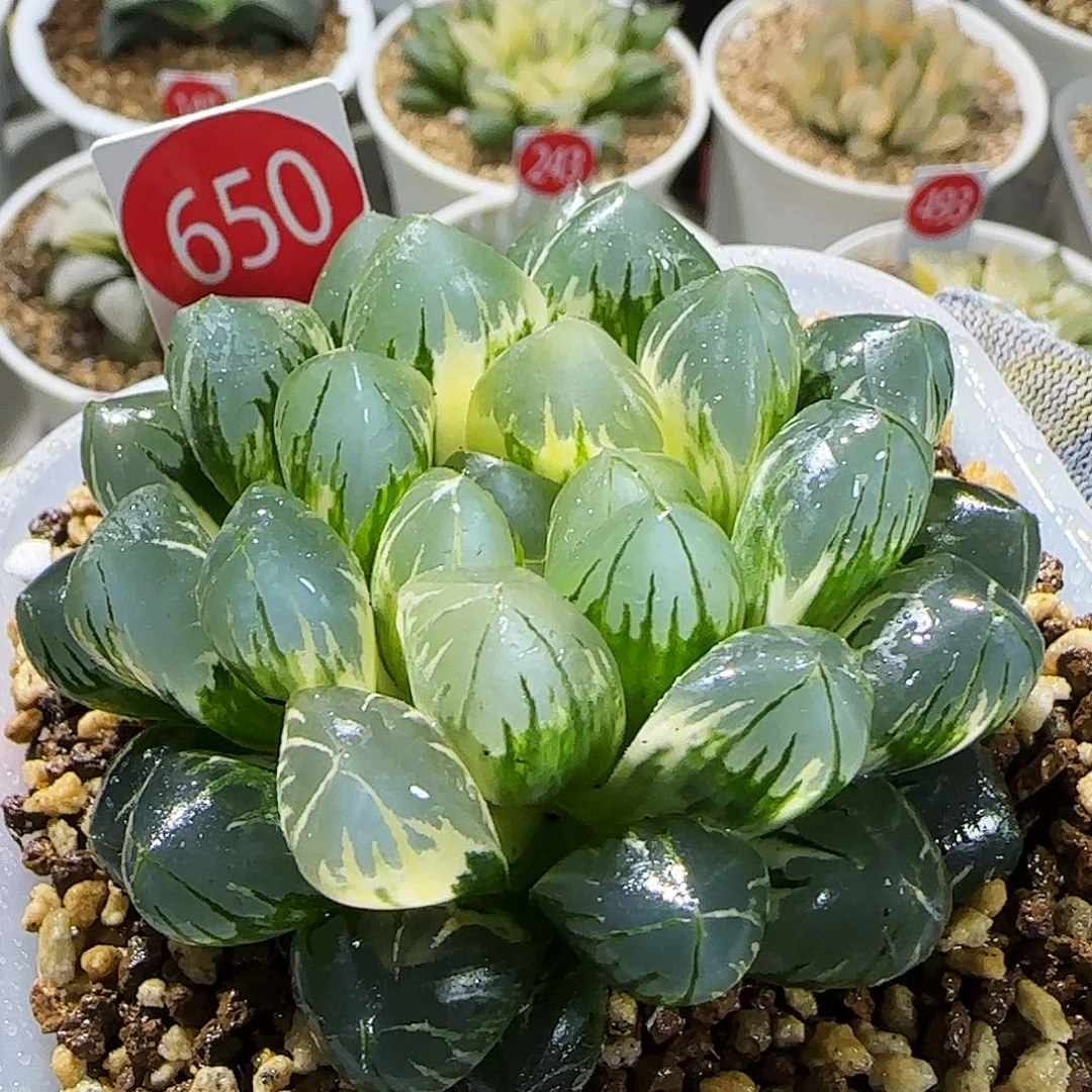 650号非组北极 小母本7 厘米左右一物一拍带盆发货