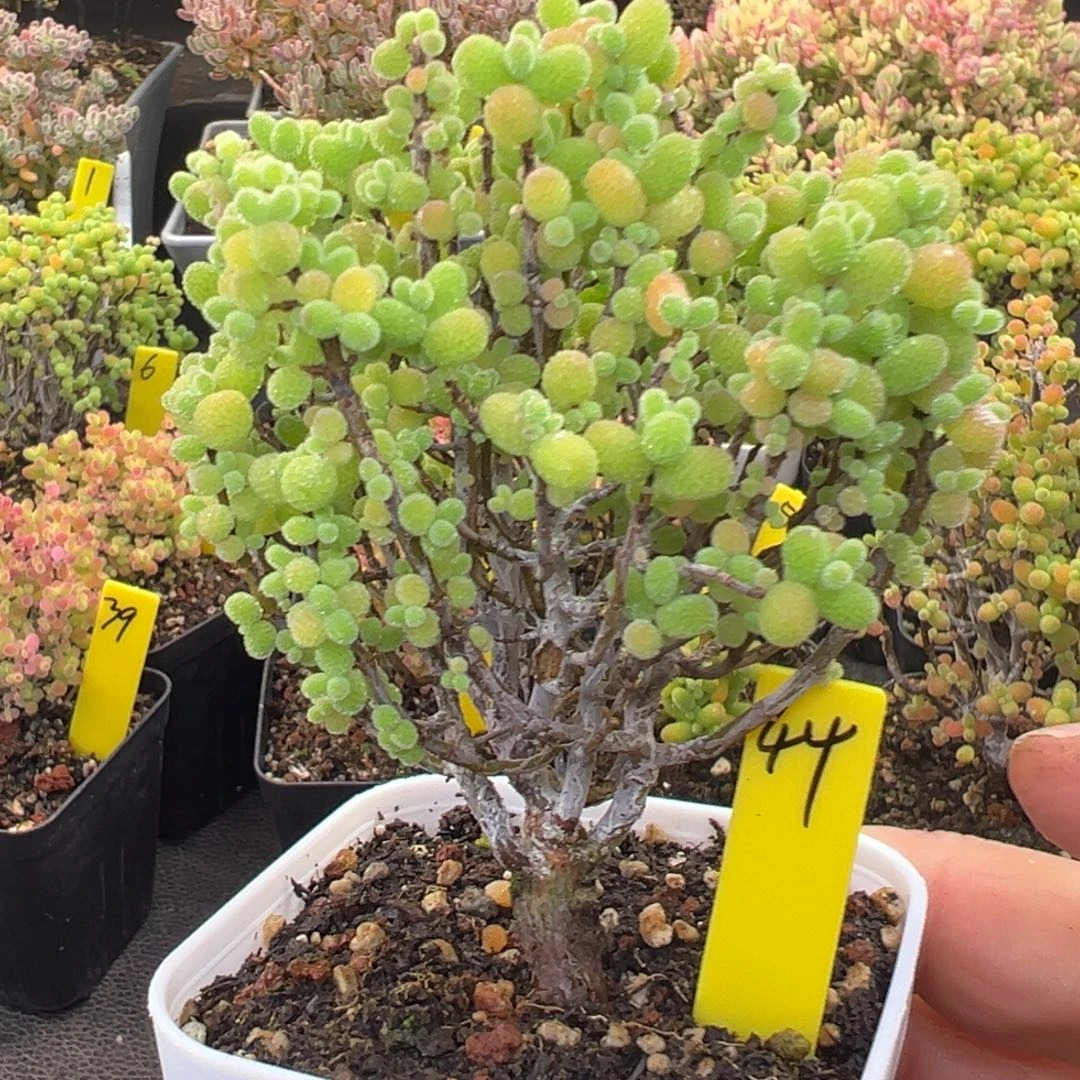 金桔糖球44号6.5cm盆