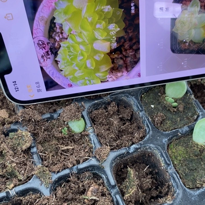 清扬826芽苗一个多肉
