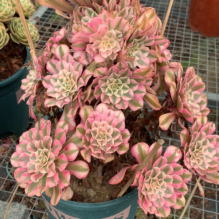 434粉铜多肉植物特价