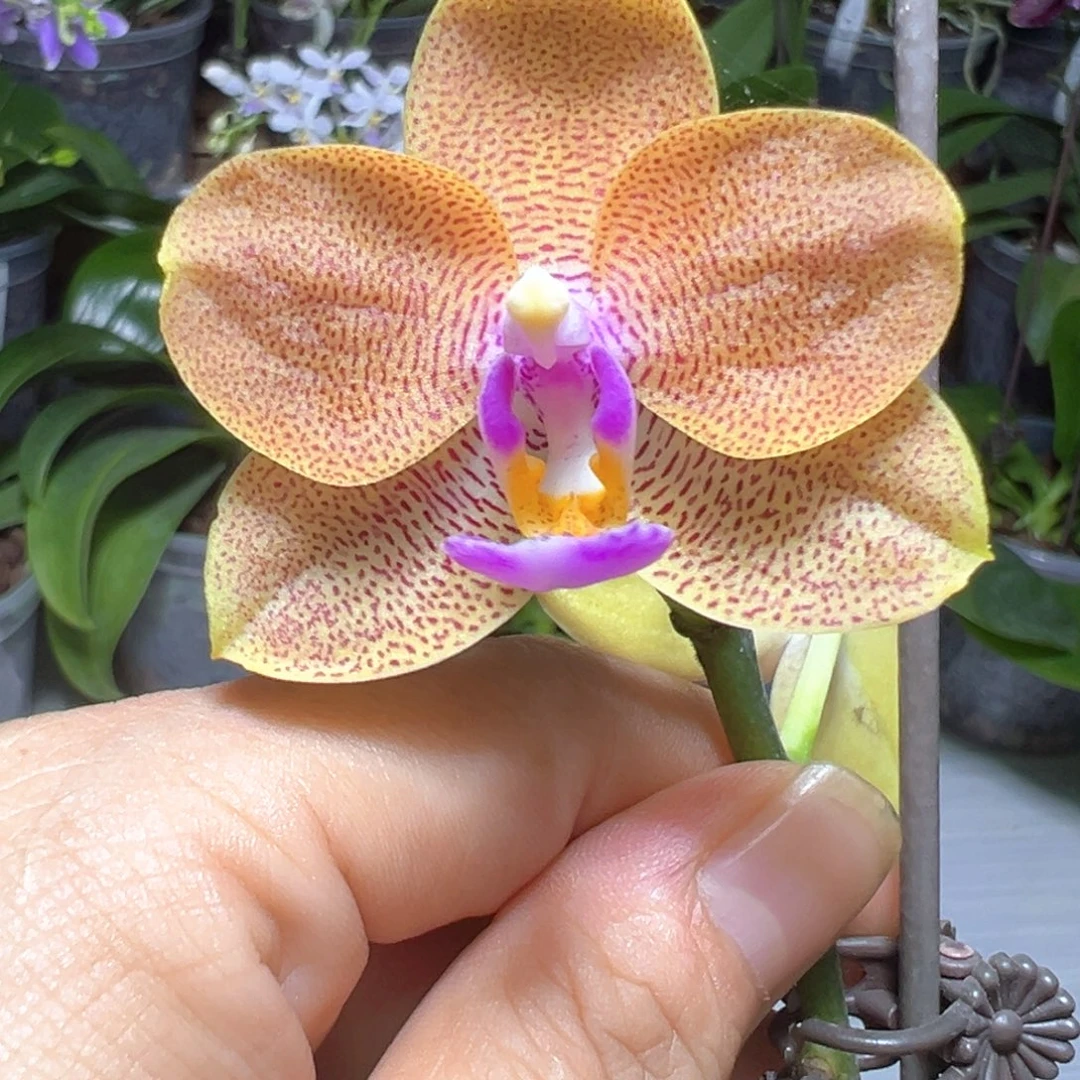 当前无花栽培后可以开花黑玫瑰交黑玫瑰