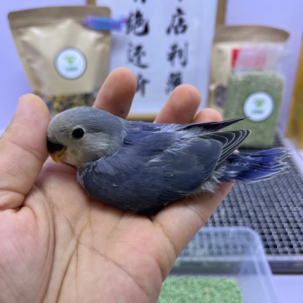 牡丹鹦鹉-精品高纯紫罗兰公E10601