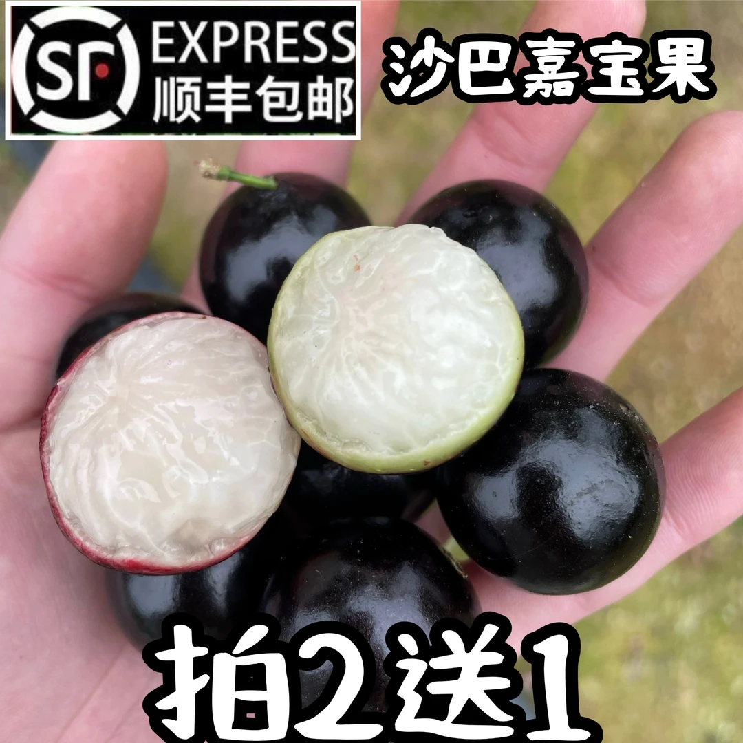 (顺丰包邮)沙巴嘉宝果自家果园中大果无农药化肥拍2发3，拍4发8