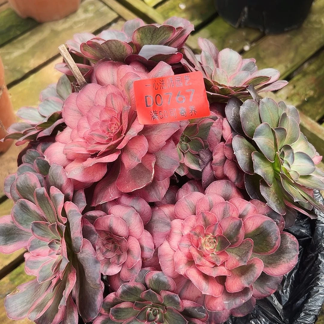 多肉植物多肉植物0767