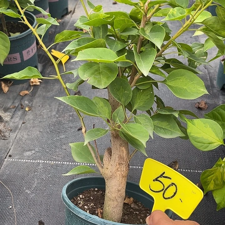 当前无花朵，栽培后可花朵50暗斑夕阳红