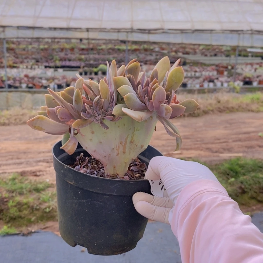 481太妃糖缀化一物一拍