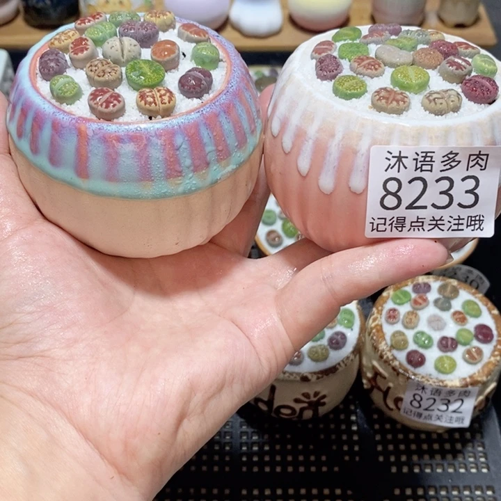 带盆土植物 精美盆栽8233