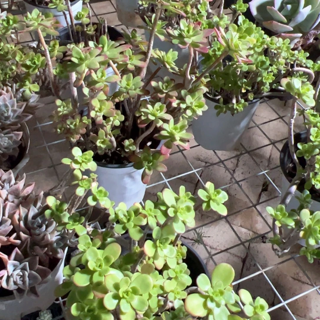 新疆包邮 清扬群