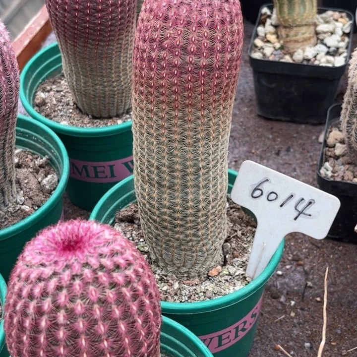 清***林6014实生红太阳好养皮实