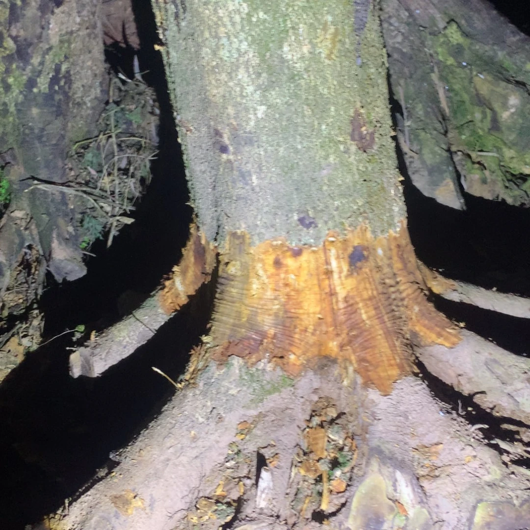 金丝楠木小叶桢楠