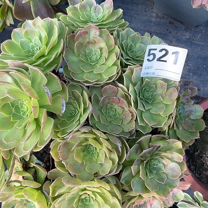 521雨荷法师2-9花