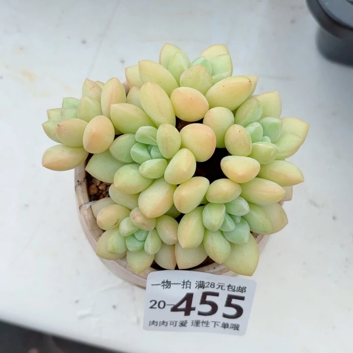 泡泡糖多肉无盆土发货无盆