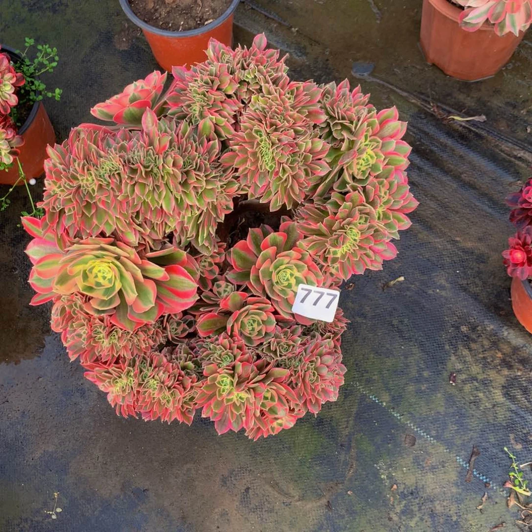 【闪购商品】乔*7770000000000