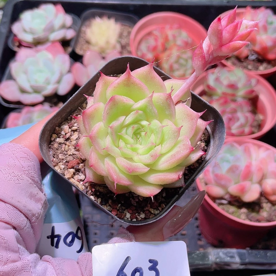 花利美10-603麦秆