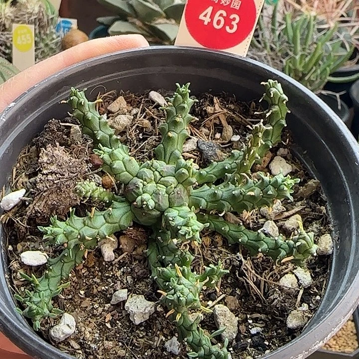 实生响尾蛇大戟一棵