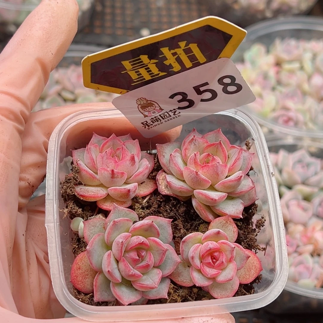 多肉植物多肉植物