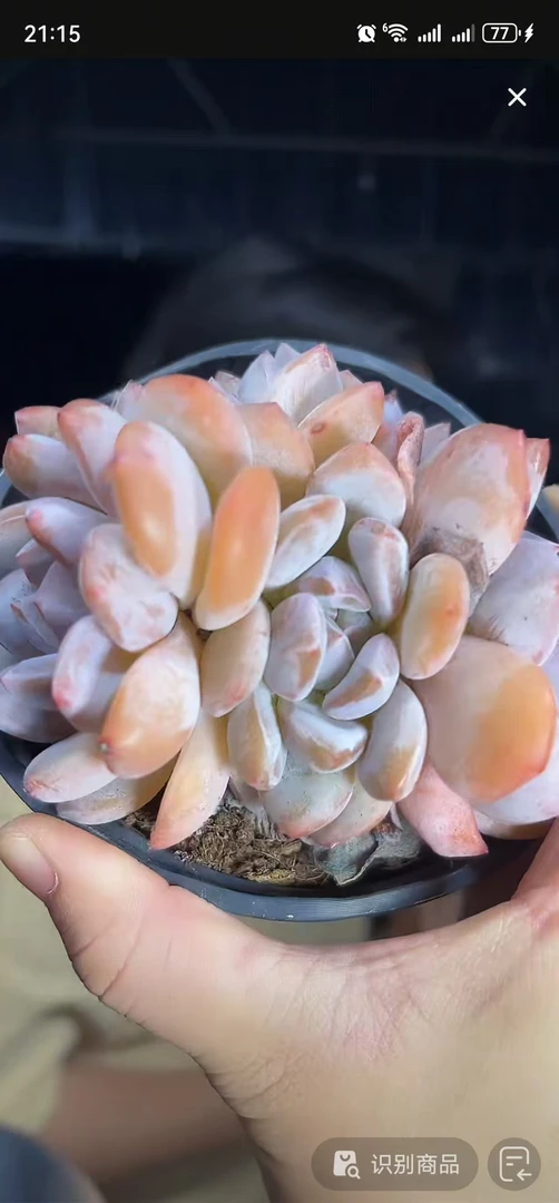 【石榴籽星影】  多肉植物  新手好养  基地直发 适合阳台庭院种植