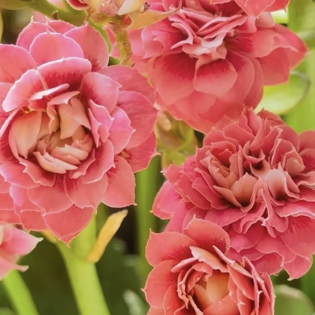 锦鲤猫重瓣大花，110盆原盆原土发货