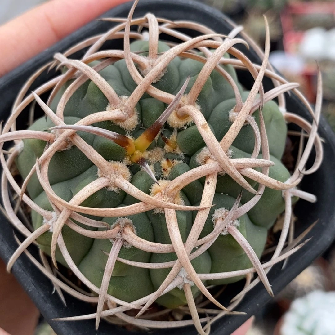 碧岩玉杂光琳植播园艺