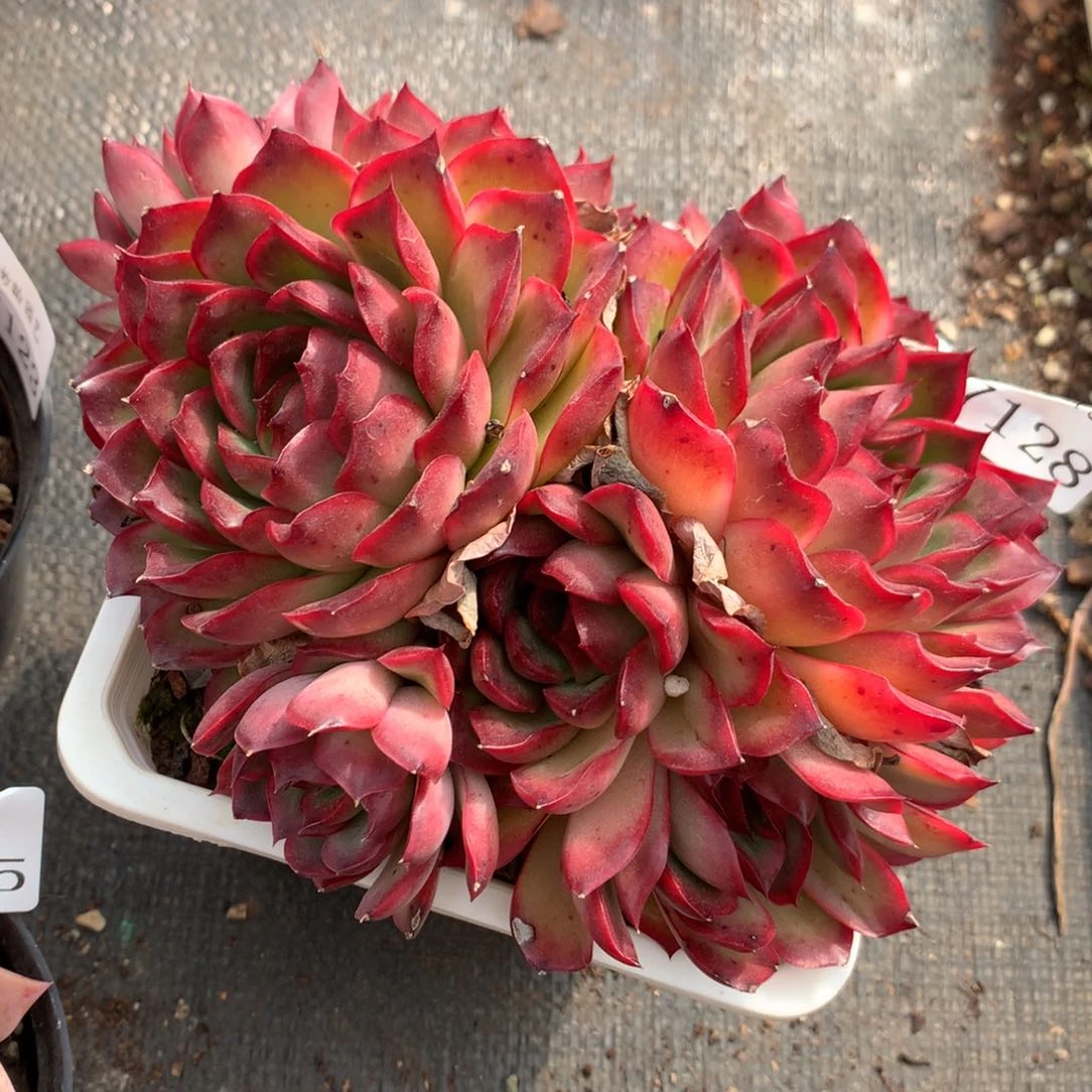 7128新年快乐发发发