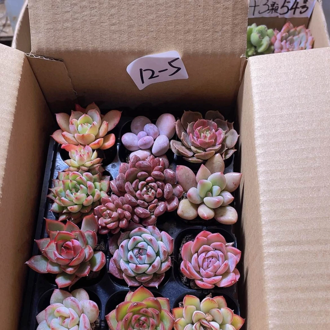 【闪购商品】12颗-5