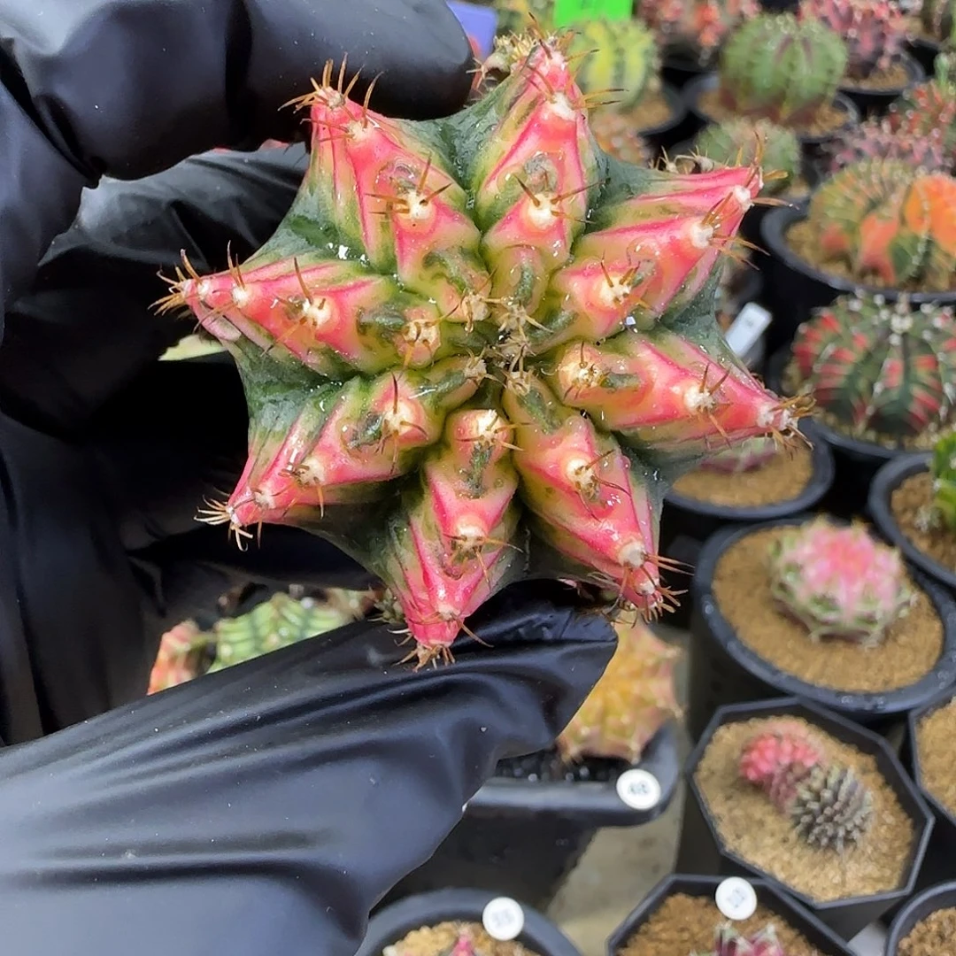 *****好彩喜欢直接拍就行