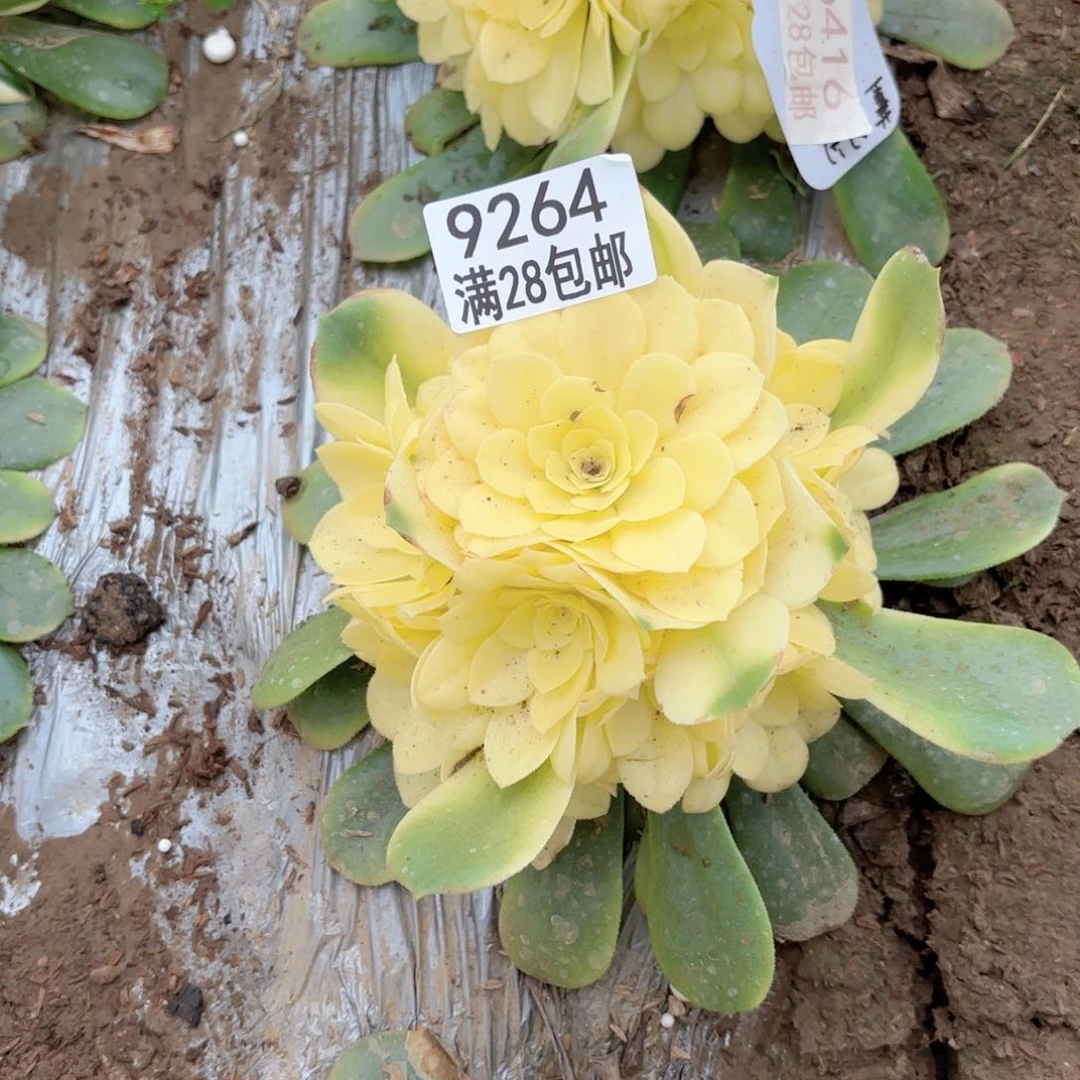 F.    9264雪莲多肉