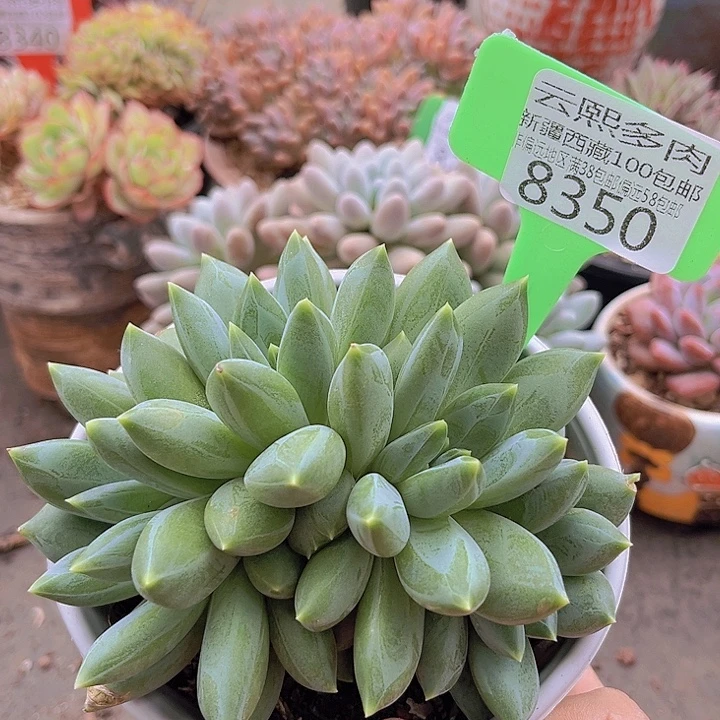 8350重楼美人。