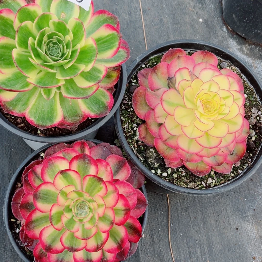 一物一拍多肉法师50