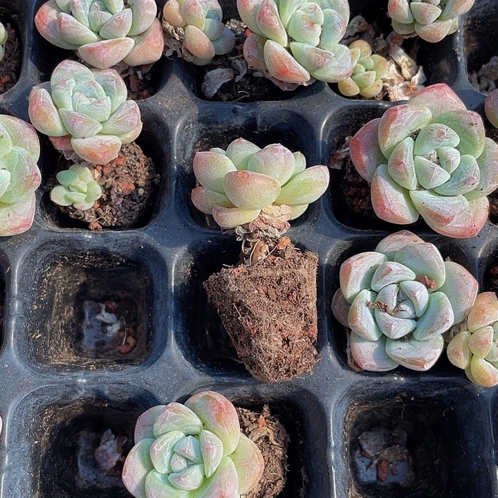 带杆子小冰玉1元带土发货