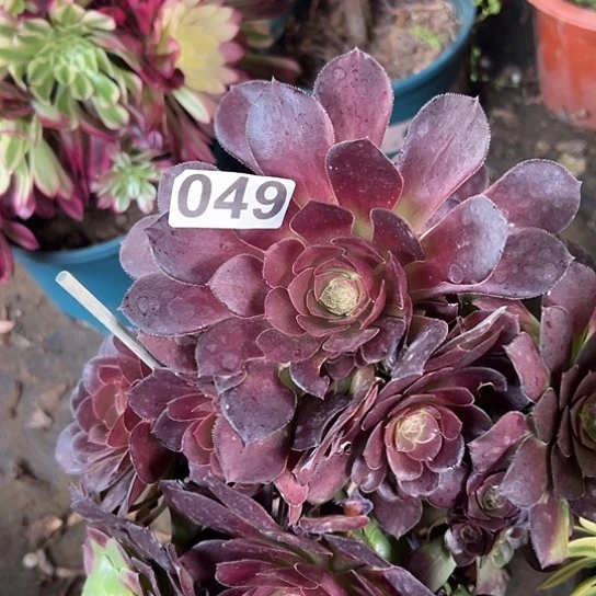 雪*多肉植物一个