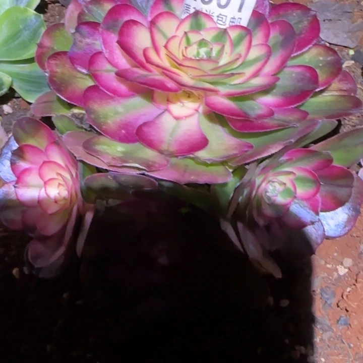 多肉法师淘宝福利