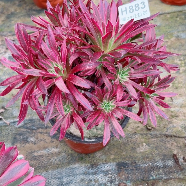 883凤凰锦多肉植物