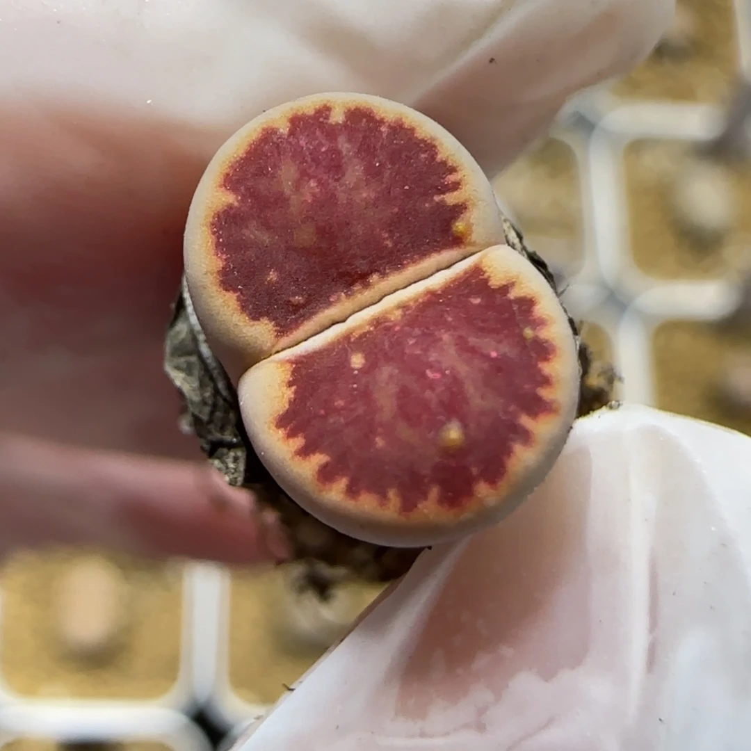 12.4.满窗红丝绒.9048尺寸1cm